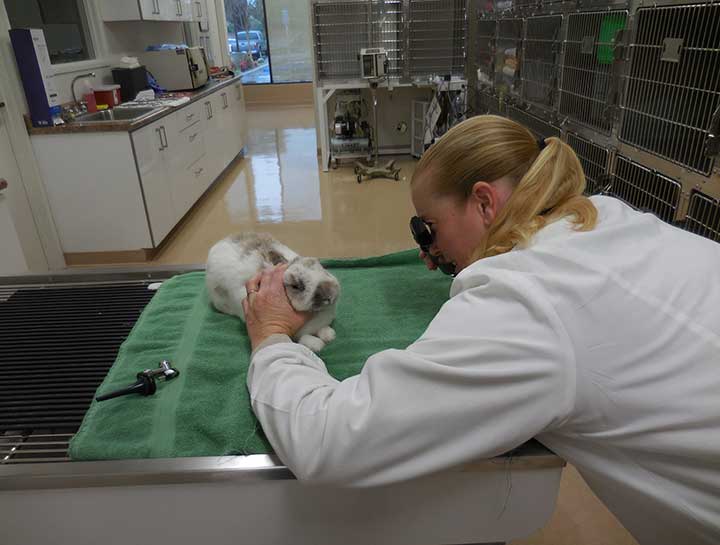 Rancho Cucamonga Small Animal Veterinarian | Hamster Vet