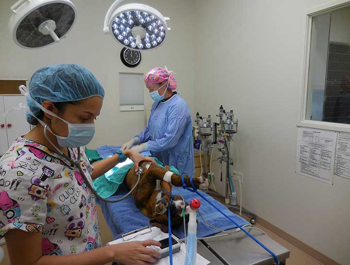Rancho Cucamonga Veterinary Surgeries
